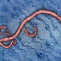 Ebola-Virus-740