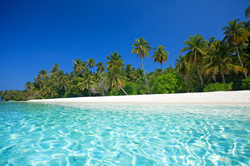 A white sandy beach lined with palm trees in the Dominican Republic
