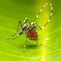 Blood sucking Aedes mosquito with blood at its stomach