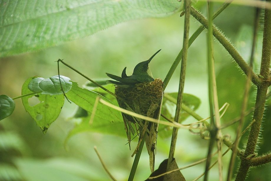 Fire is among the guides who lead rowboat tours of Dominicas Indian River. Photo: Jill K. Robinson, Special To The Chronicle