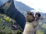 Say cheese: The llama posed for tourist Junichi Masuda at the world-famous site