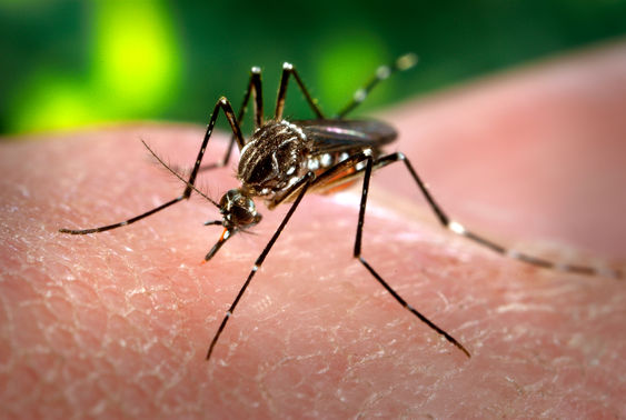 PHOTO: FILE - This 2006 file photo made available by the Centers for Disease Control and Prevention shows a female Aedes aegypti mosquito acquiring a blood meal from a human host at the Centers for Disease Control in Atlanta. A mosquito-borne virus appears to be spreading quickly in the Caribbean just weeks after epidemiologists first found local transmission occurring in St. Martin. The virus then spread to neighboring Dutch St. Maarten, and the U.S. CDC says new cases have also been confirmed in the French Caribbean islands of Martinique, Guadeloupe and St. Barthelemy. The British Virgin Islands reported three cases Monday, Jan. 13, 2014. (AP Photo/Centers for Disease Control and Prevention, James Gathany, File)