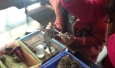 Manually embedding shell into the oyster to create a pearl