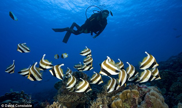 Solo scuba dive: But thankfully David had some beautiful fishes for company