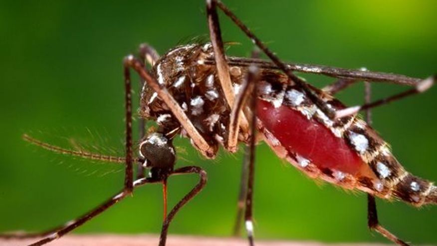 zikavirus_travel.jpg