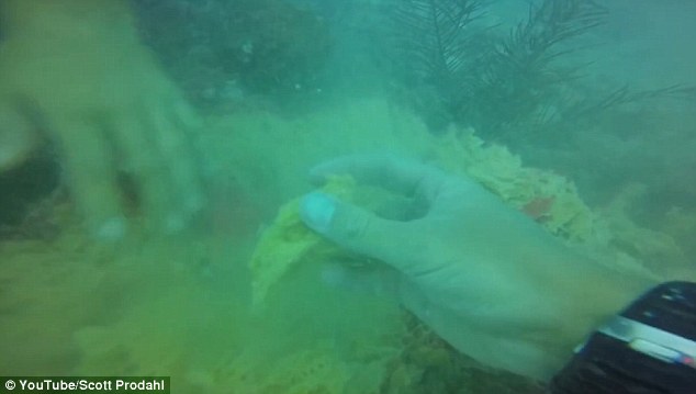 In his footage uploaded to YouTube, Prodahl, a dive instructor, holds up a piece of broken coral
