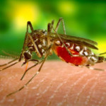 Gollo and Ministry of Health Declare War on Dengue Fever in Costa Rica