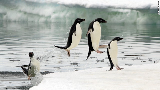 Travelers can sail in the wake of the explorers Scott, Amundsen and Mawson to the Ross Sea or Commonwealth Bay, where they walked off into the white. A hundred years later, their huts, crammed with preserved original kit, remain. 