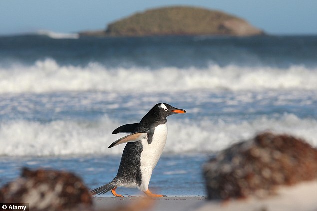 A local gentoo penguin parades along the Falkland Islands' Bertha's Beach, with Direction Island behind