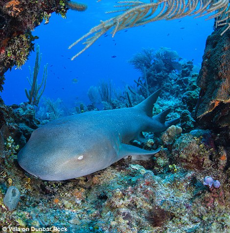 With the sea literally at your doorstep, the rock provides handy access for those keen to explore under the surface of the pristine marine area