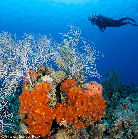 With the sea literally at your doorstep, the rock provides handy access for those keen to explore under the surface of the pristine marine area