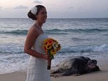 Wedding crasher: The giant sea turtle pulls itself out of the water as bride Kate watches in her wedding dress