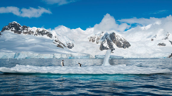2016-01-13-1452713362-1036834-Penguins.jpg
