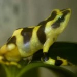 Extinct or Not? Lazarus Species of Costa Rica