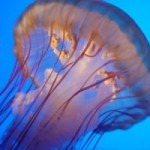 Jellyfish May Have Caused Sea Turtle Deaths in Costa Rica