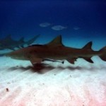 Confirmed: Sharks Return to Costa Rica for Breeding