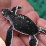 Hotel in Guanacaste Could be Endangering Sea Turtles