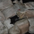 Cannabis and Cocaine in Bags