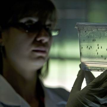 Image: BRAZIL-SENEGAL-SCIENCE-HEALTH-ZIKA-VIRUS