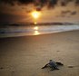 New dawn: The Sandals resort buffet is left abandoned every time holidaymakers spot tiny turtle hatchlings making a break for the sea