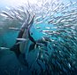Hungry sharks, dolphins, gannets and even a whale take part in a mass feast on a school of a staggering nine million sardines.   The huge cluster of sardines form a ball as a defence mechanism to try and look bigger but that doesn't stop the predators attacking them.Dolphins lead the hunt and attack first, causing the school of fish to split up - after it is a free for all between the sharks, gannets and whale.  The frenzy was 25 metres beneath the surface and lasted for over a staggering seven hours.Wildlife photographer Michael Aw was underwater and managed to capture the spectacular feeding frenzy which took place in The Wild Coast, on the East coast of South Africa.  SEE OUR COPY FOR DETAILS.Pictured:  Dolphins with the baitball of sardines.Please byline: Michael Aw/Solent News© Michael Aw/Solent News  Photo AgencyUK +44 (0) 2380 458800