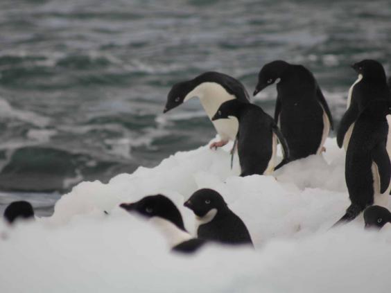 antarctic-penguins.jpg antarctic-penguins.jpg