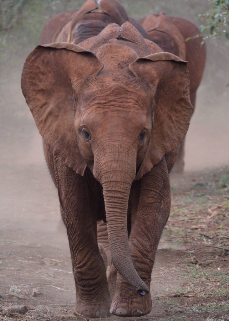 David Sheldrick elephant orphanage1
