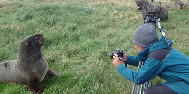 A sea lion on Enderby Island. Photo / Debra-Rose Charman