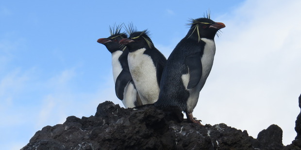 Rockhopper penguins in Musgrave Harbour. Photo / Paul Charman