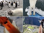 Antarctica_South Georgia_Fortuna Bay_happy seal and penguins copy - v2.jpg