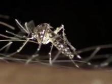 If the World Health Organization declares the virus a public health emergency, it will be only the fourth time the organization has done so -- meaning Zika could be in the same company as the H1N1 Flu, Ebola, and the resurgence of Polio.