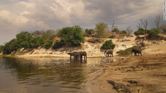 Sidling up to elephants and a crocodile is easier in the quiet electric powered boats. Noisier diesel engines tend to scare away some of the creatures.