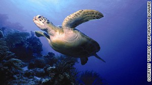Some of the world's clearest water. No wonder he likes it here.