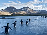 King penguins in the Antarctic