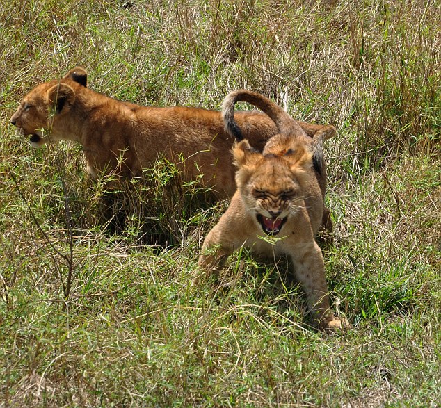 Jon said a lioness with young cubs gave his family the high point in terms of animal watching