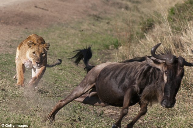 On the chase: A stalking lioness closes in on a wildebeest