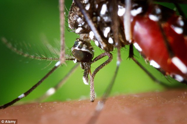 Outbreak: Public Health England has been made aware of 197 cases of chikungunya in 2014