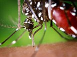 E8KPER The proboscis of an Aedes albopictus mosquito feeding on human blood Under experimental conditions Aedes albopictus mosquito,
