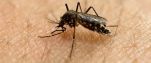 2016-01-27 Zika Virus AP
