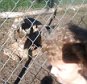 dmvidpics 2015-01-26 at 9.48.37 AM.png: SHELL-shocked! Three-year old sees tortoise having sex at zoo -