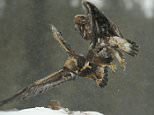 PIC FROM CATERS NEWS - (PICTURED: the eagles fighting in the snow ) - A female eagle was seen flying off the handle after a bout of cold weather caused it to become hangry. Caused by the frustration of being hungry, the grouchy bird of prey was seen swooping down on a male in a vicious impromptu attack. The fight erupted when a male happened to stray too close her territory, sending the famished female into a fit of rage. After crashing into its target, the golden eagle was sent tumbling over a rock into a cloud of powdery snow, sparking an epic eight minute brawl. SEE CATERS COPY.