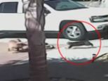 To the rescue! Tara the cat can be seen running towards her beloved owner as the dog shakes him