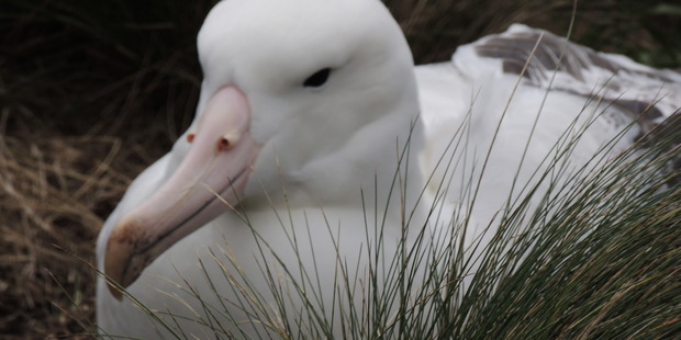 Royal Albatross on Campbell Island. Photo / Bill Unwin