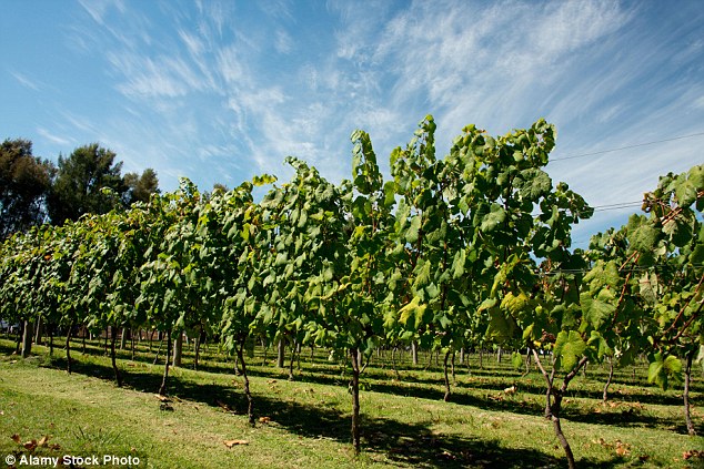 As one of the largest producers of wine in the continent, Uruguay is known for its red and white wines, made from Tannat and Albariño grapes respectively