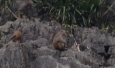Monkeys in Halong Bay