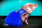Lilou the pig is the first non-canine member of the airport's Wag Brigade. Photo / San Francisco International Airport