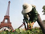Pic shows: This Chinese town that was a copy of Paris have been turned into vegetable gardens after the developers ran out of cash.nnCarefully manicured gardens that were part of a plan to attract Chinese people to move into a town that was a copy of Paris have been turned into vegetable gardens after the developers ran out of cash.nnTianducheng, a luxury real estate development and Paris look-alike in Hangzhou, a city in Zhejiang Province in eastern China, opened in a blaze of publicity after work started in 2007 and was supposed to accommodate 10,000 residents. Tianducheng also has Parisian houses and its own Arc de Triomphe.nnBut it proved surprisingly unpopular despite the favourable reviews of how realistic it was, complete with a 300-foot Eiffel Tower replica that most agree looks pretty realistic.nnHowever the tower has started to rust, and a lift that was supposed to be installed was never built so it is hard to travel up. And after the gardens became overgrown locals