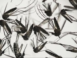 In this Wednesday, Jan. 27, 2016 photo, Aedes aegypti mosquitoes sit in a petri dish at the Fiocruz institute in Recife, Pernambuco state, Brazil. The mosquito is a vector for the proliferation of the Zika virus spreading throughout Latin America. New figures from Brazil's Health Ministry show that the Zika virus outbreak has not caused as many confirmed cases of a rare brain defect as first feared. (AP Photo/Felipe Dana)