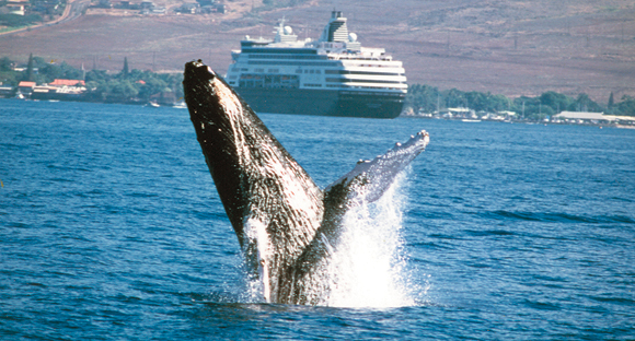 A whale breaches in sight of Holland America Line’s Statendam.