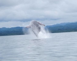 Humpback Whale mother breaching in Golfo Dulce